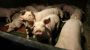 Fleischskandal: In Edekas Schweinefabrik | ZEIT ONLINE